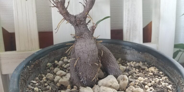 ガジュマルの気根 植物とスローライフ