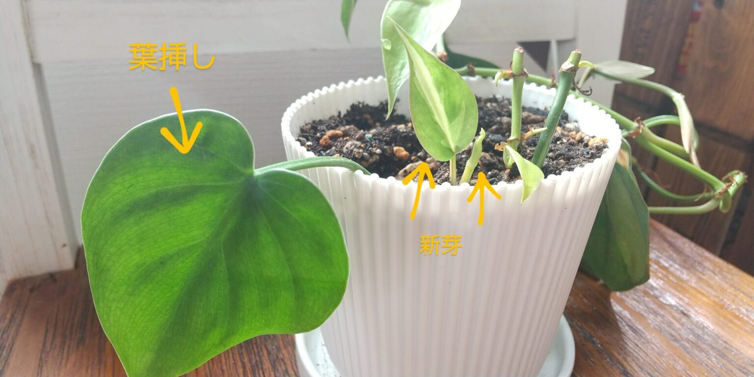 オキシデルムのリーフレット