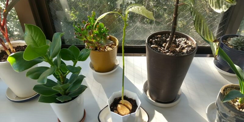 アボカドの種、植えて7ヶ月目